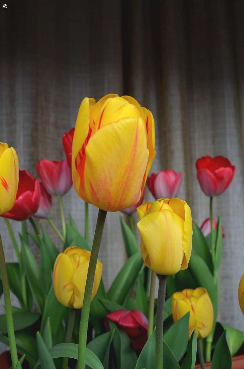 Les tulipes...