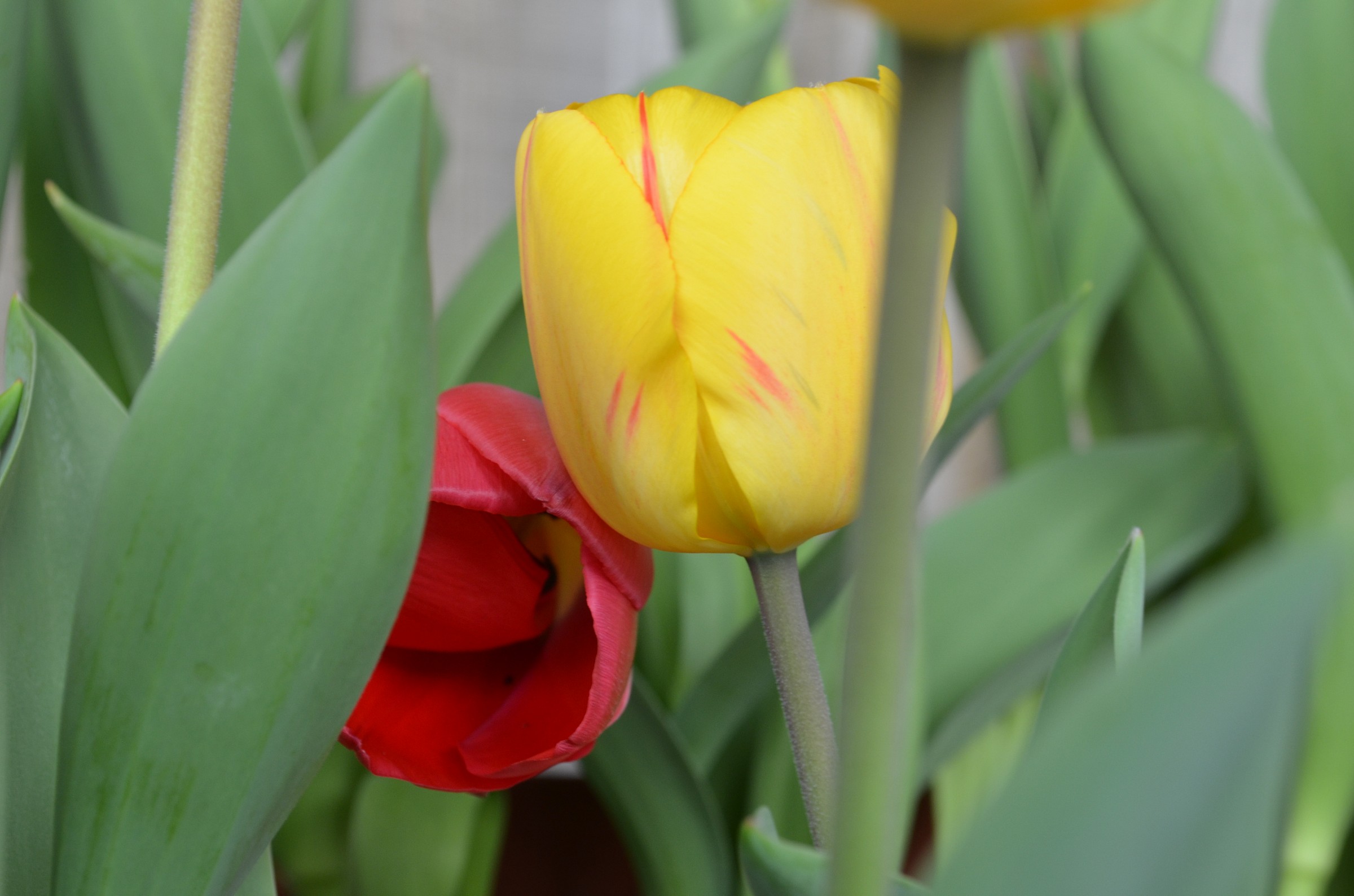 Les tulipes...