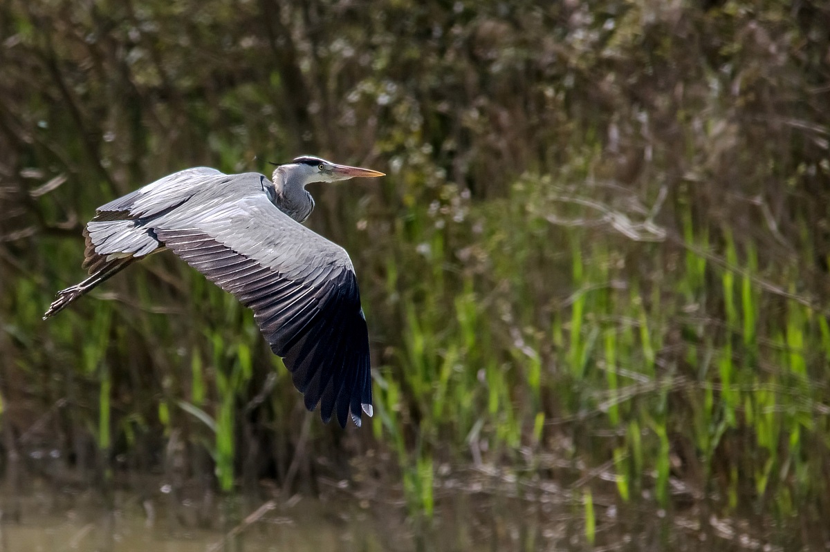 Grey Heron in flight, Oasis of Alviano....