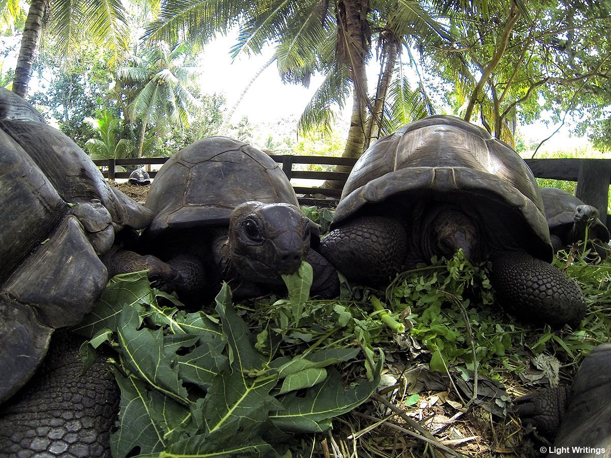 Giant Tortoise, Anse Lazio, Praslin Island...