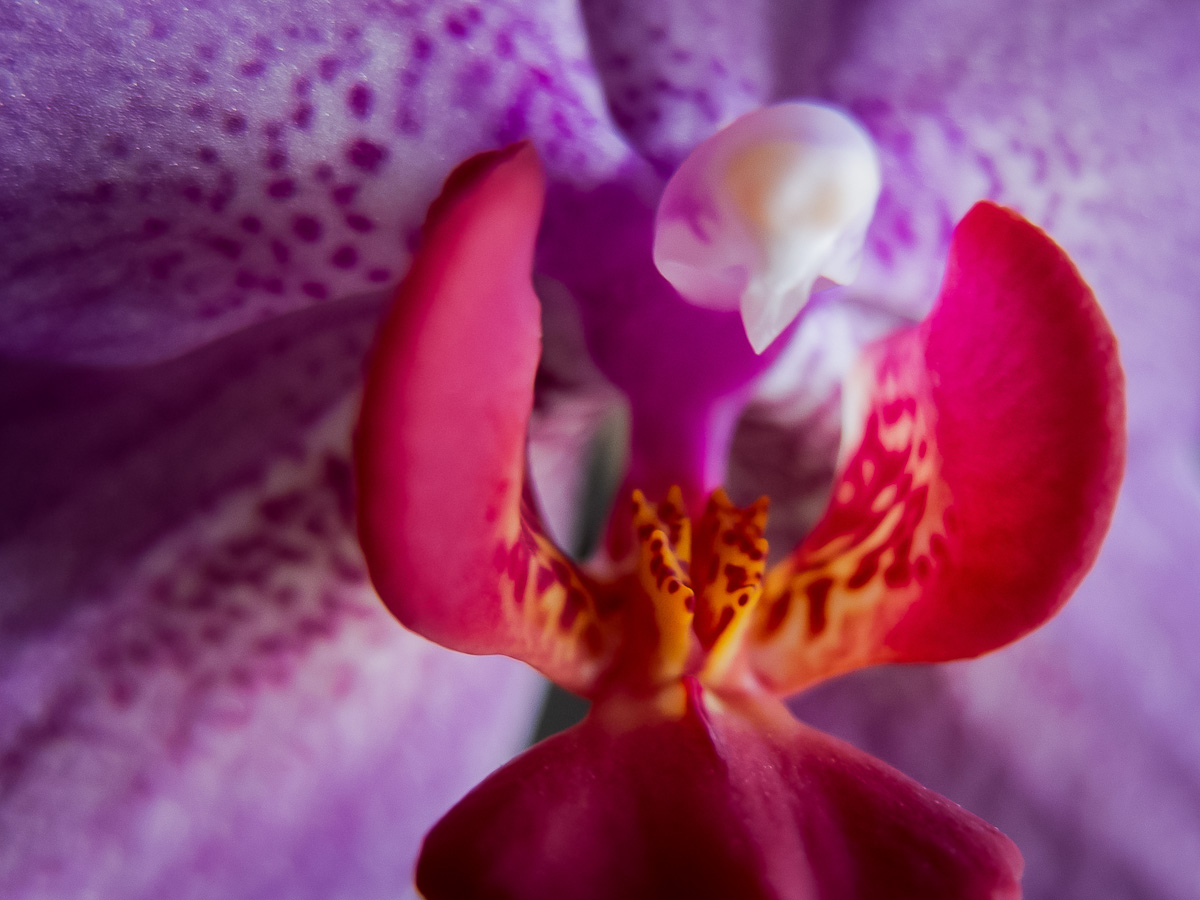 Orchidee 2...