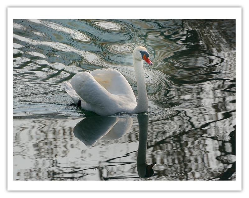 Royal Swan...