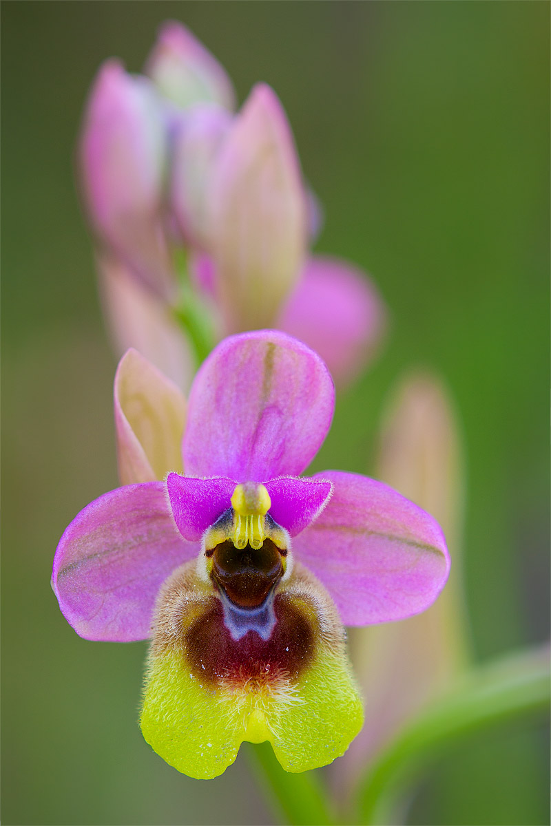 Ophrys tenthredinifera 2...