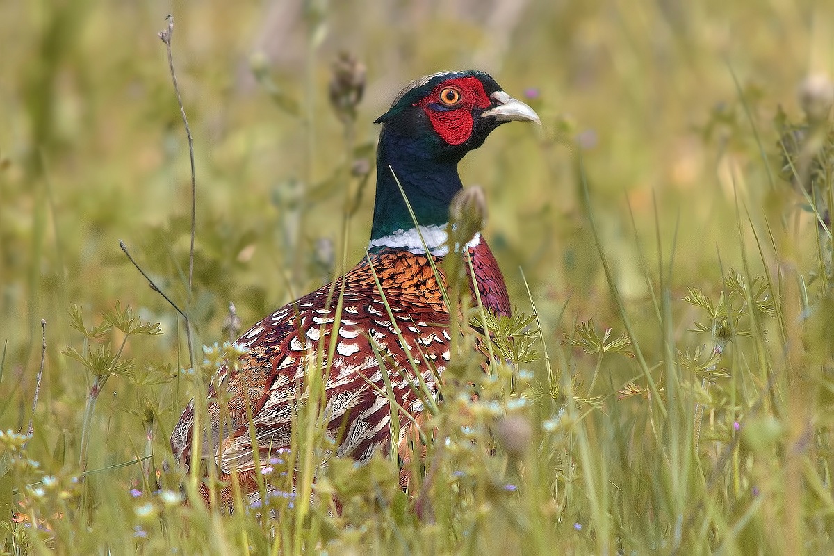 In the grass (Male Pheasant)...