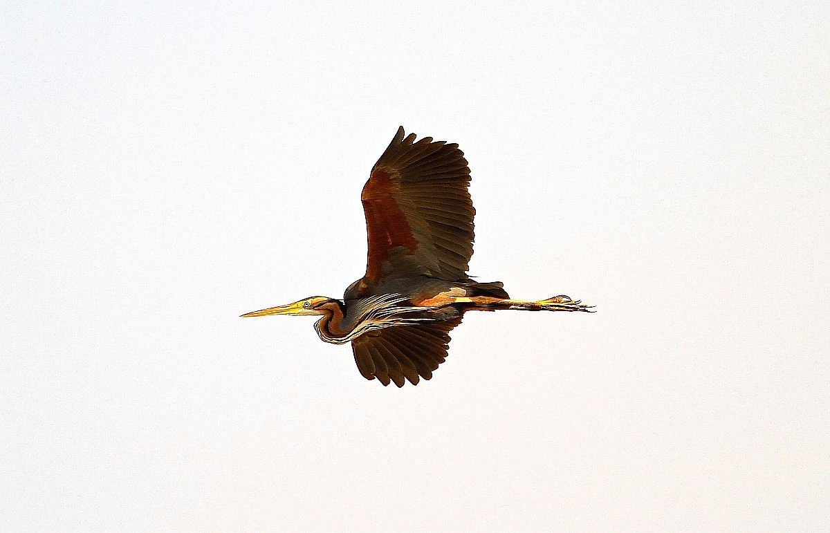 purple heron in flight...