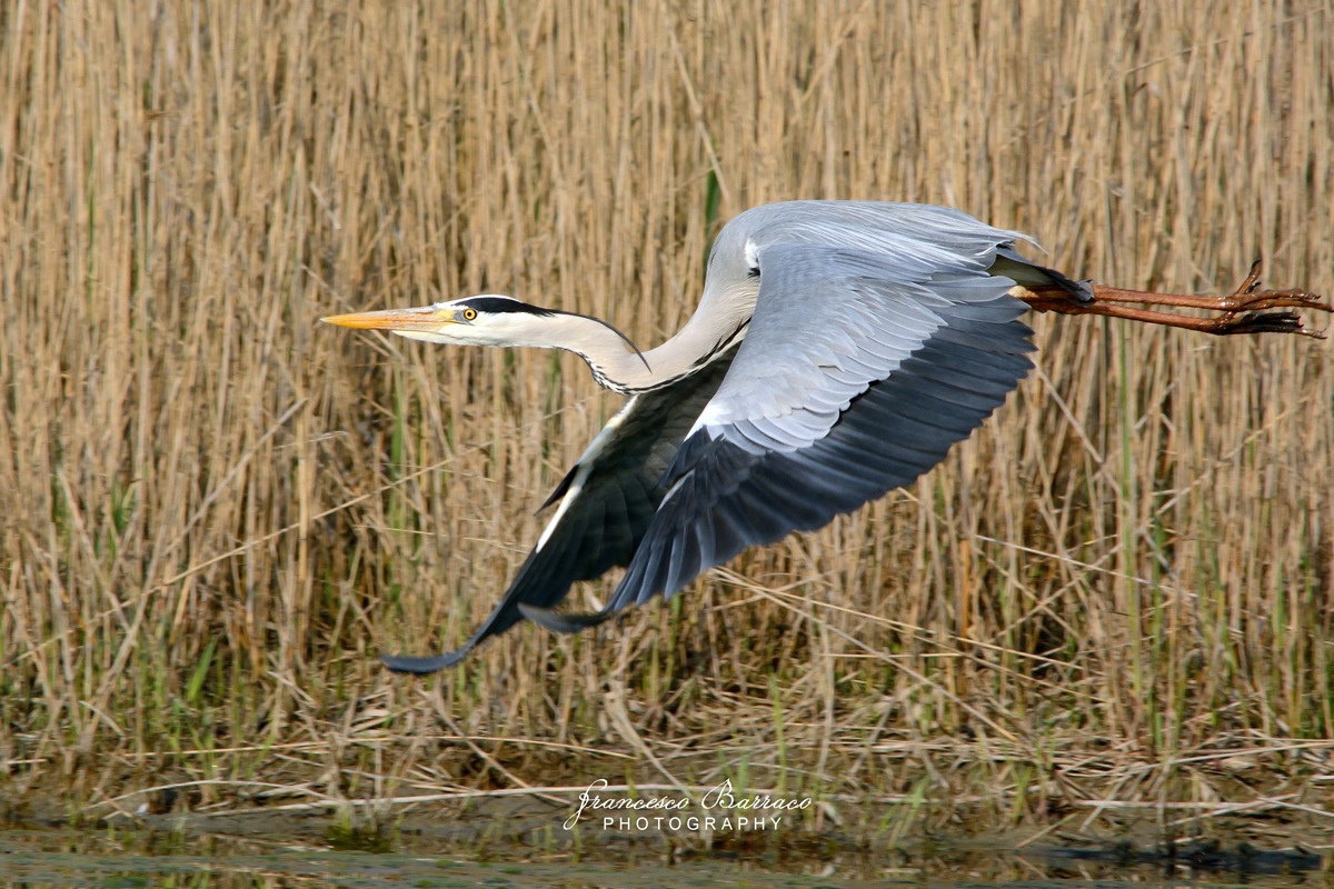 Grey Heron...