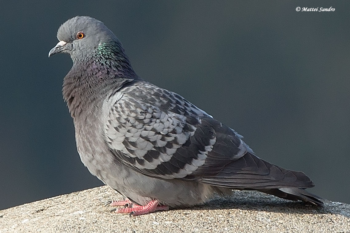 common pigeon...