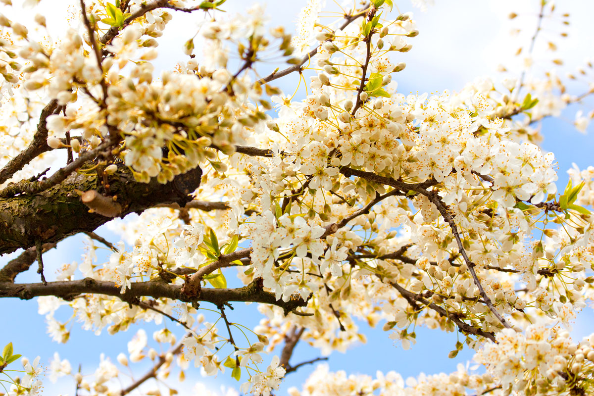 Hello Spring!...