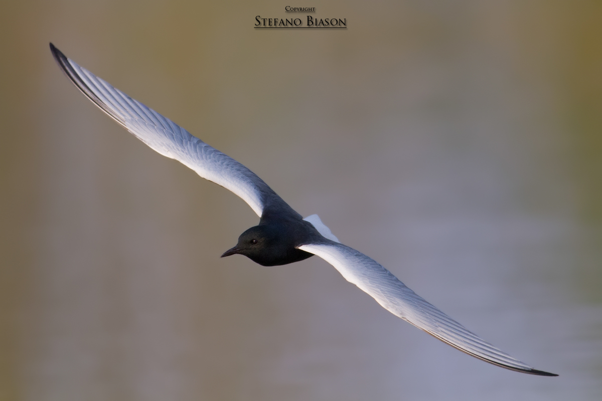 White-winged Tern...