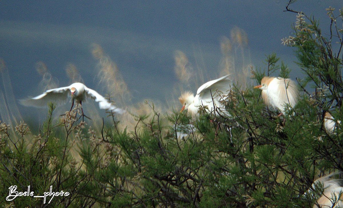 Cattle Egret...