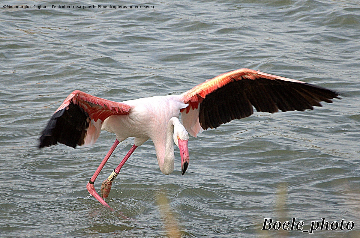 Fenicotteri rosa (specie Phoenicopterus ruber roseus)...