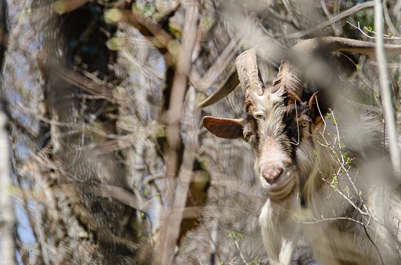 Regional Nature Reserve in the Val Rosandra...