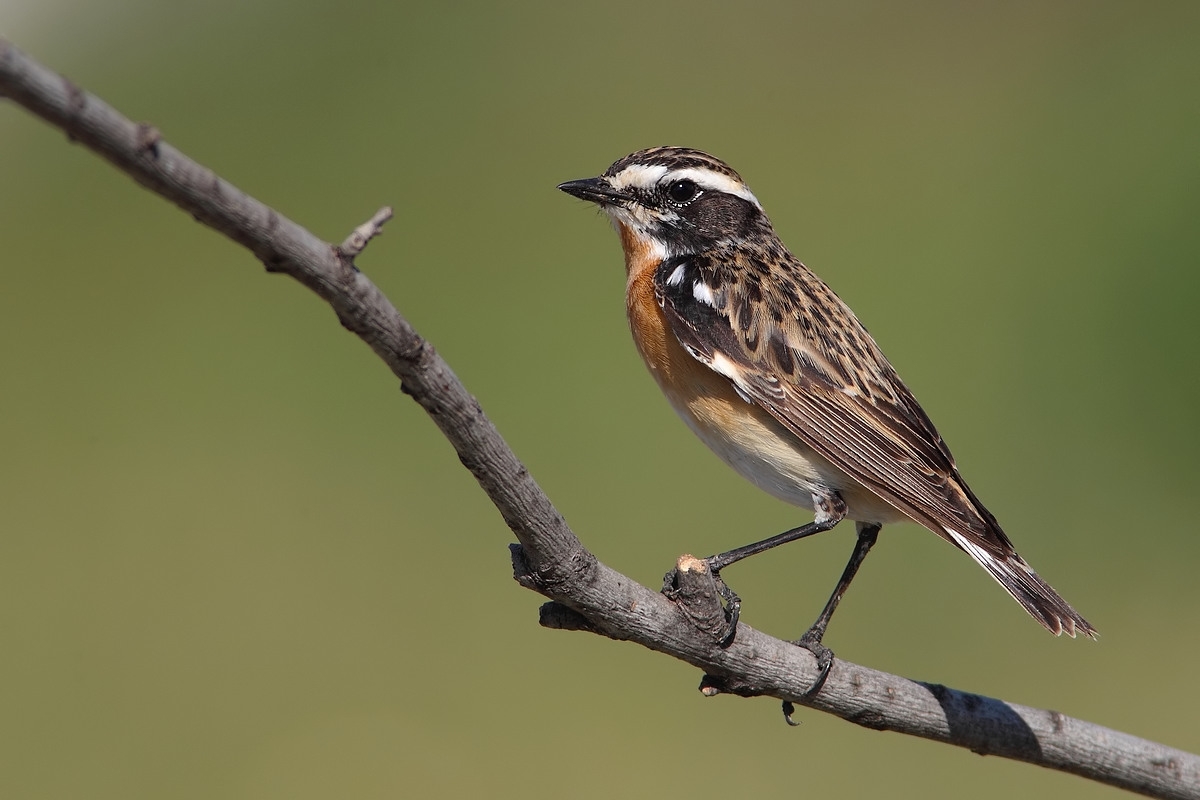 male Whinchat...