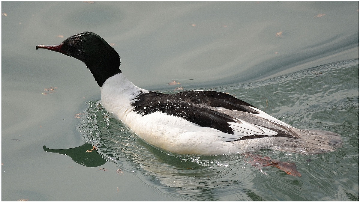 Goosander m....