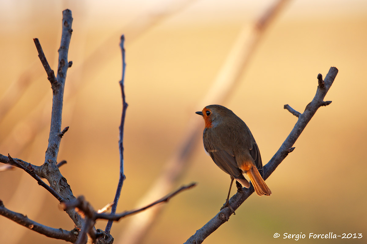 Robin at sunset...