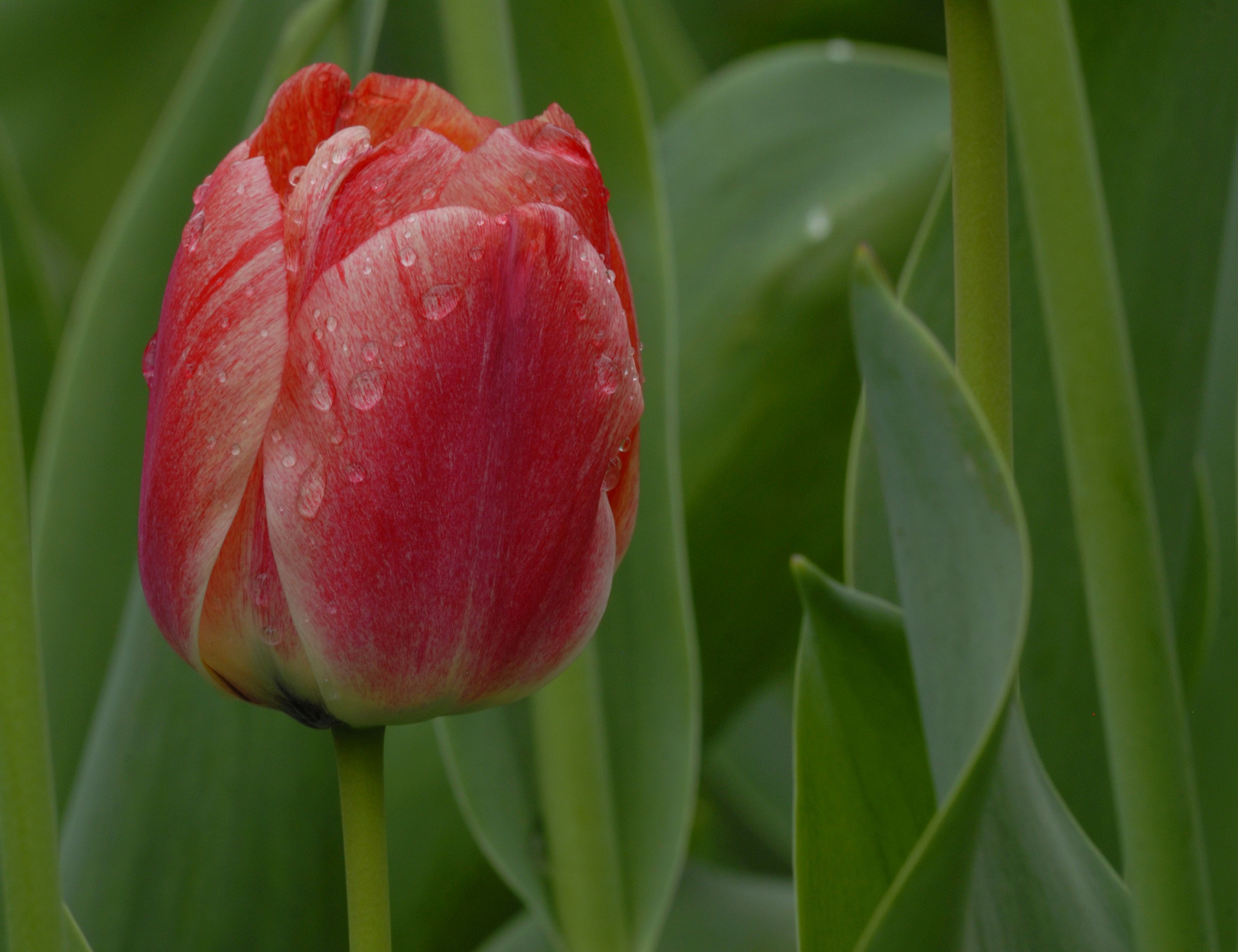 tulip...