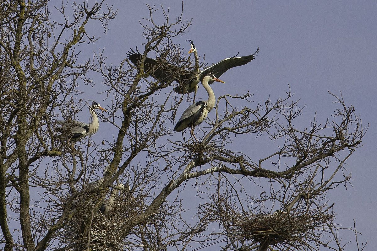 A tree of herons...