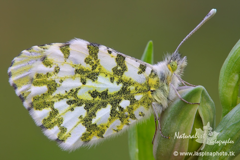 ...Anthocharis cardamines......