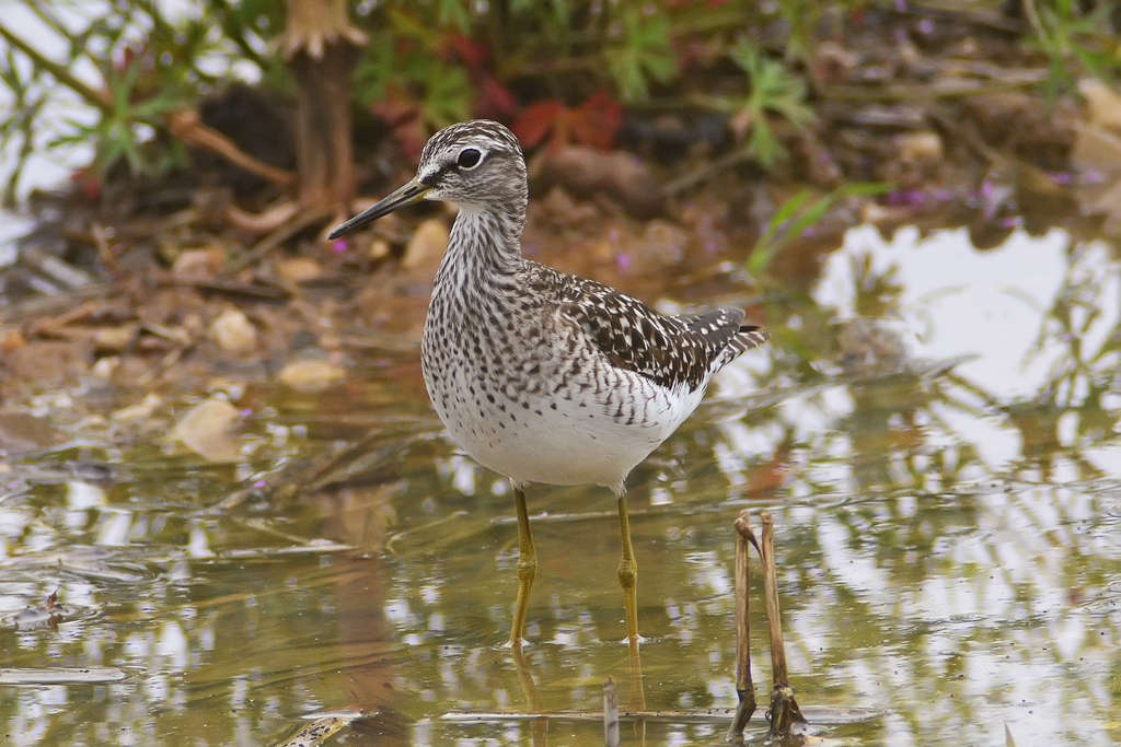 Wood Sandpiper...