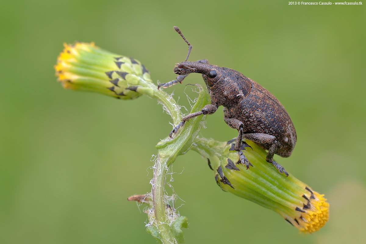 Lepyrus armatus Weise, 1893...