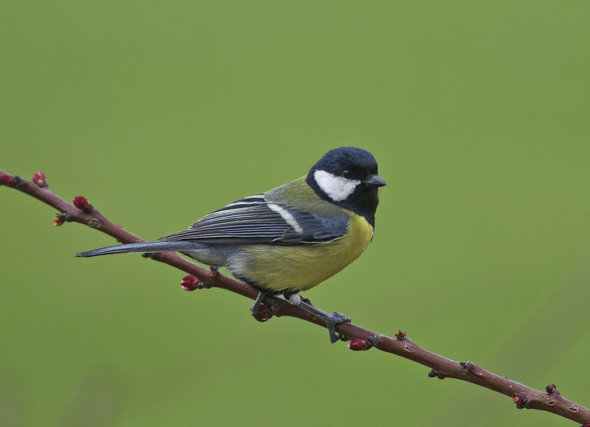 great tit in spring...