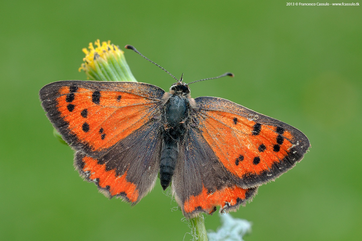 Copper Butterfly (Linnaeus, 1761)...