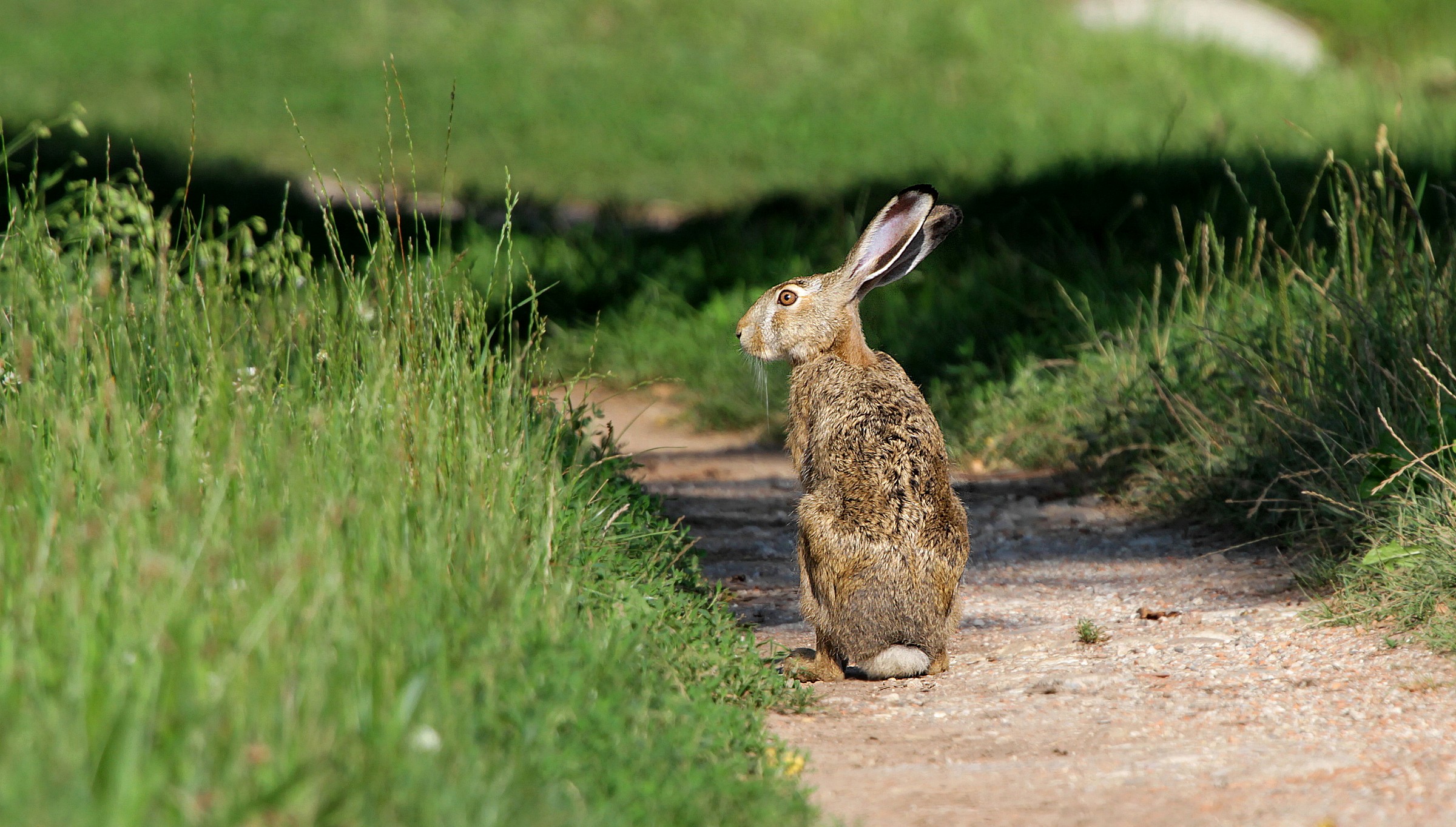 Hare...