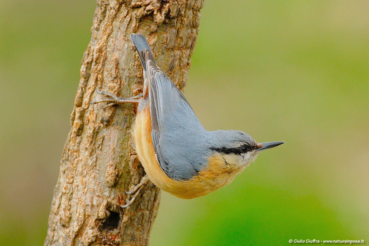 Nuthatch...