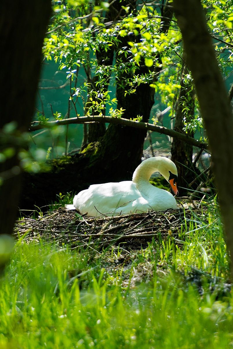 The Swan and her nest ......