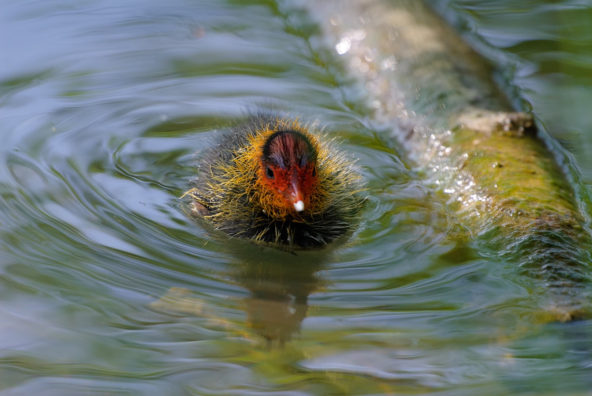 The Coot chick ......