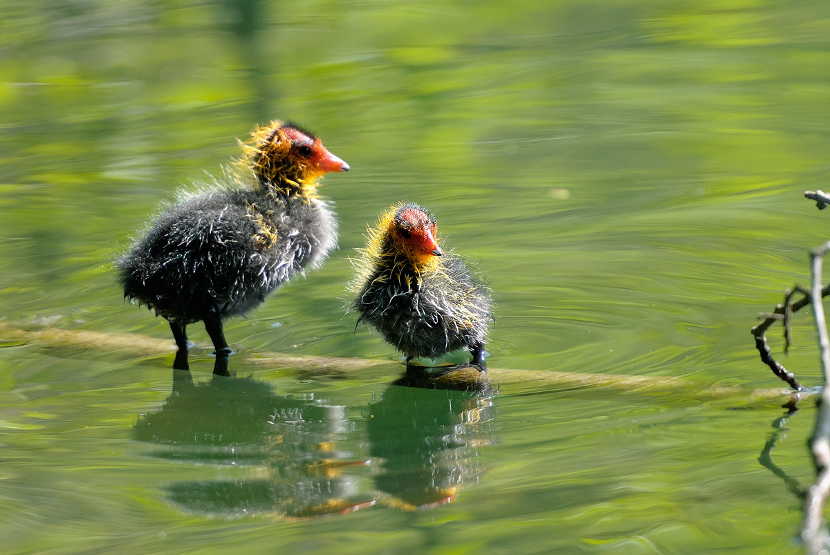 The Coot chicks ......