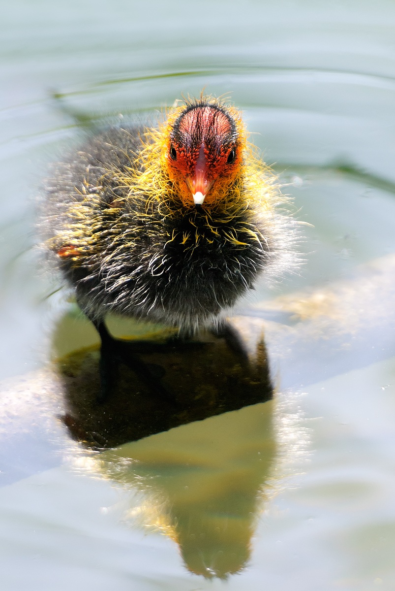 Coot Chick ......