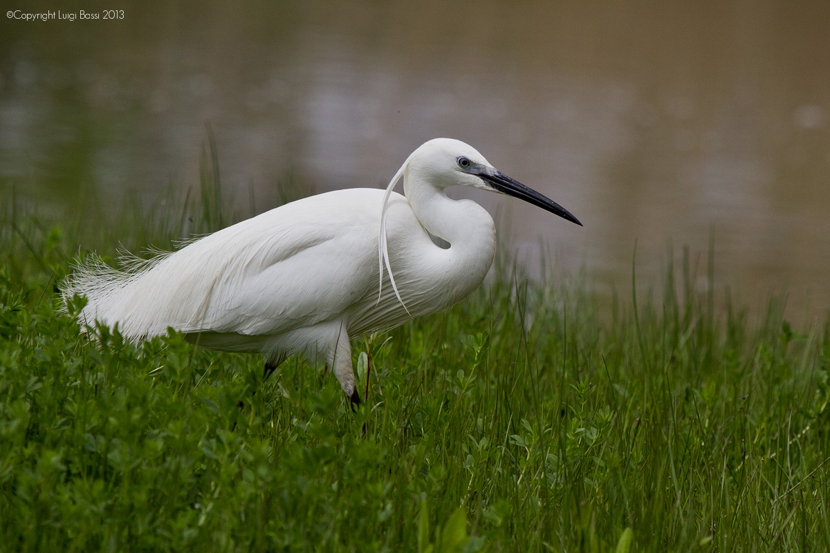 A livery Egret in Spring...