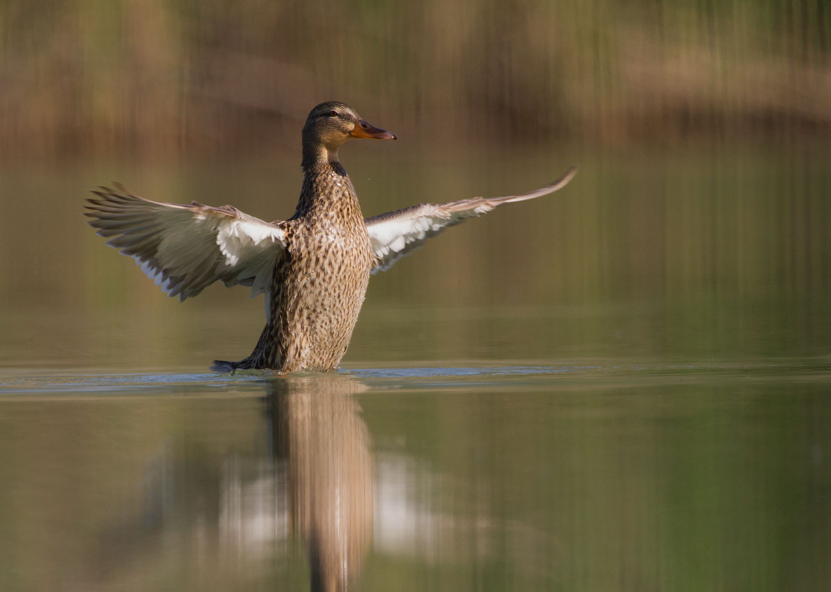 Female Mallard...