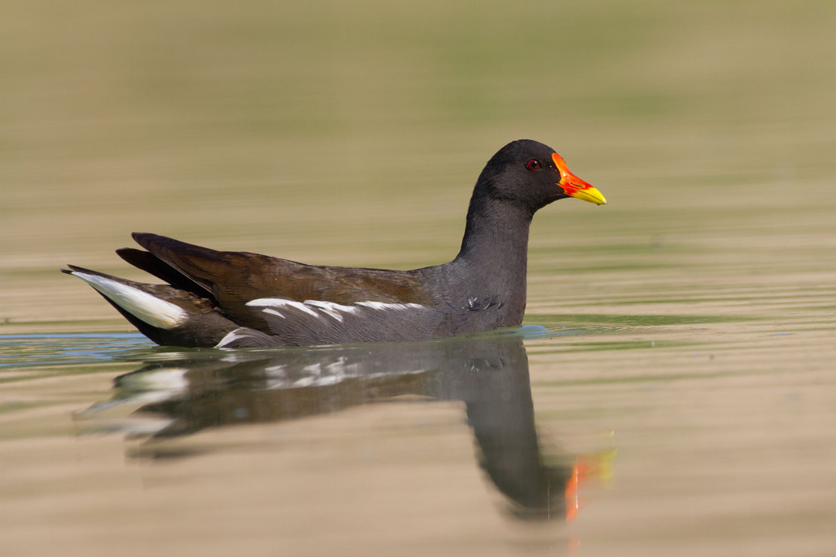 Moorhen...