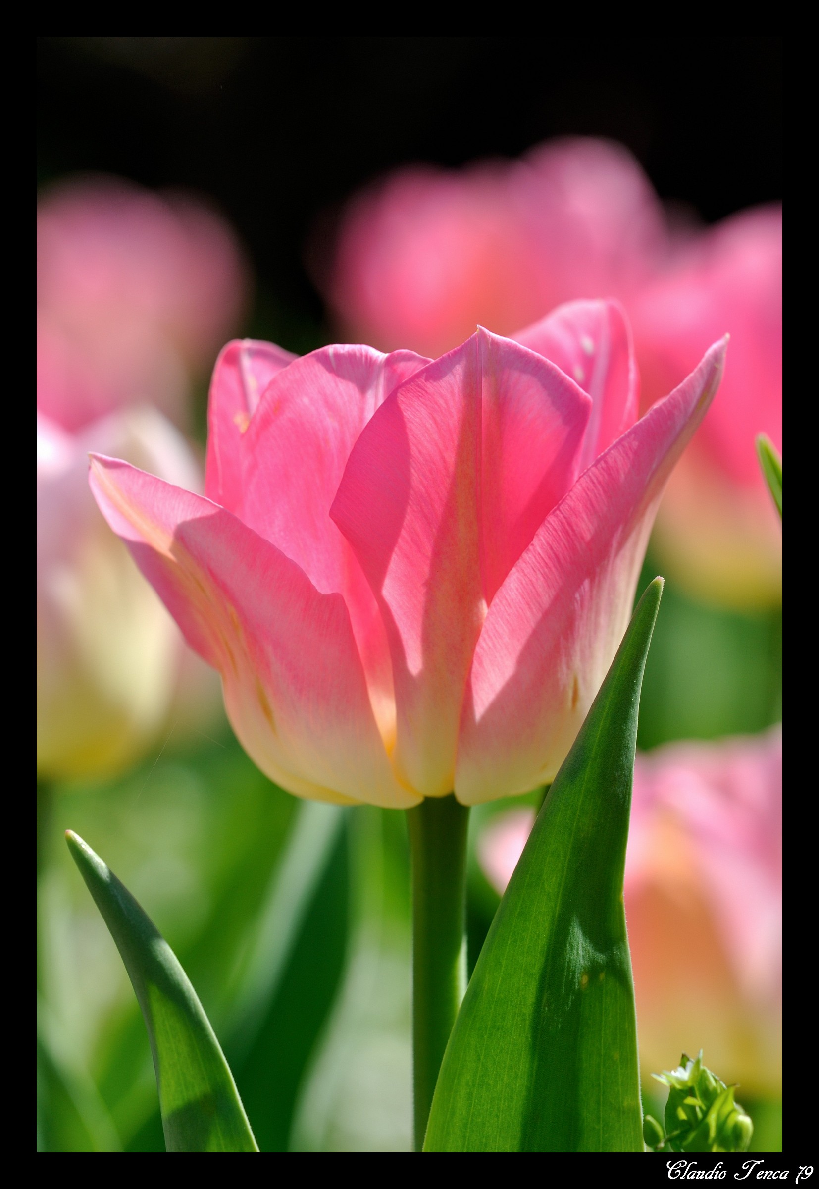 Pink tulip...