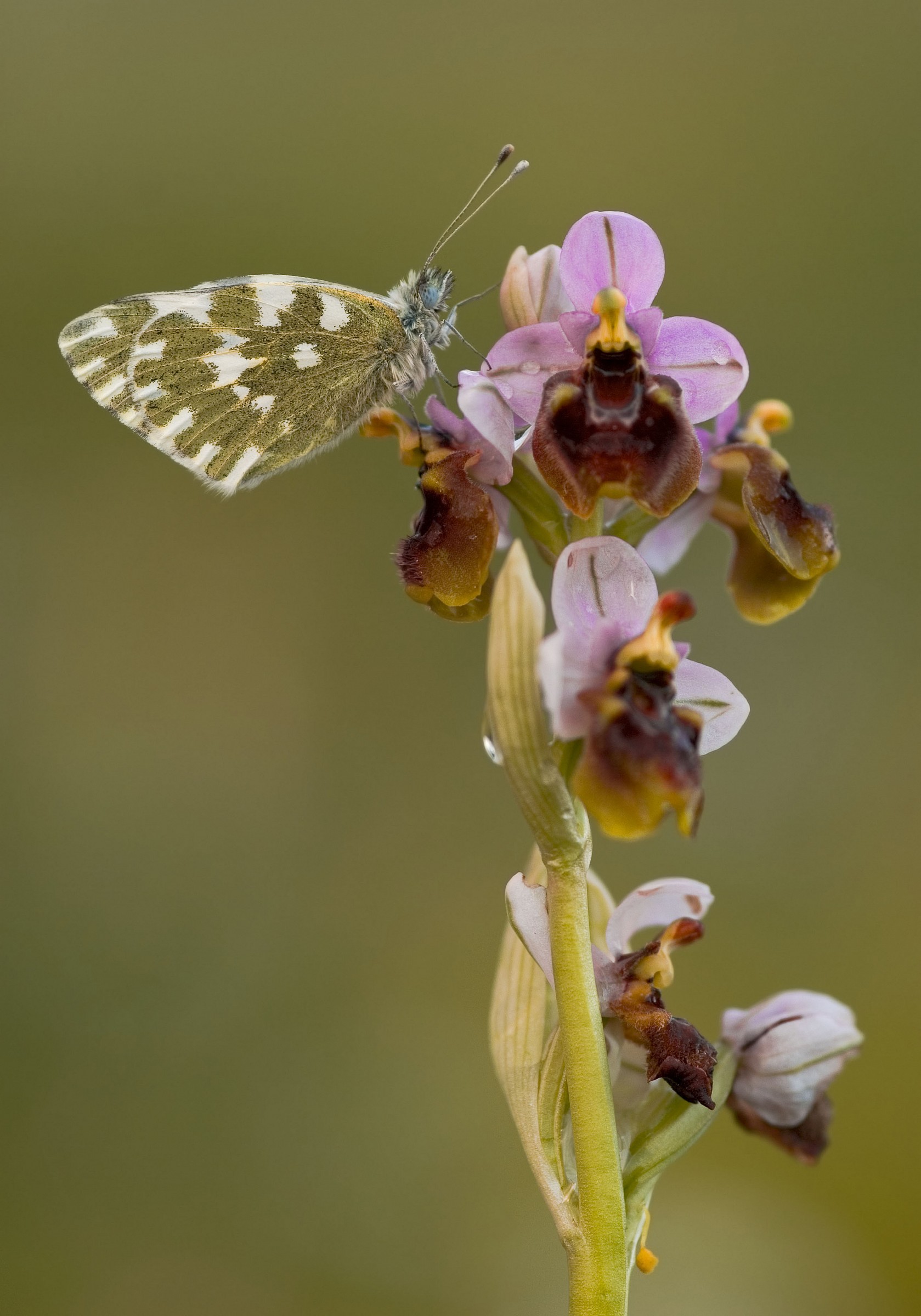 The pontia el 'orchid...