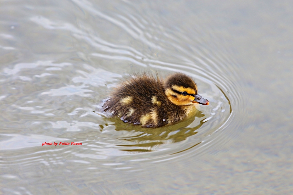 Little Duck...