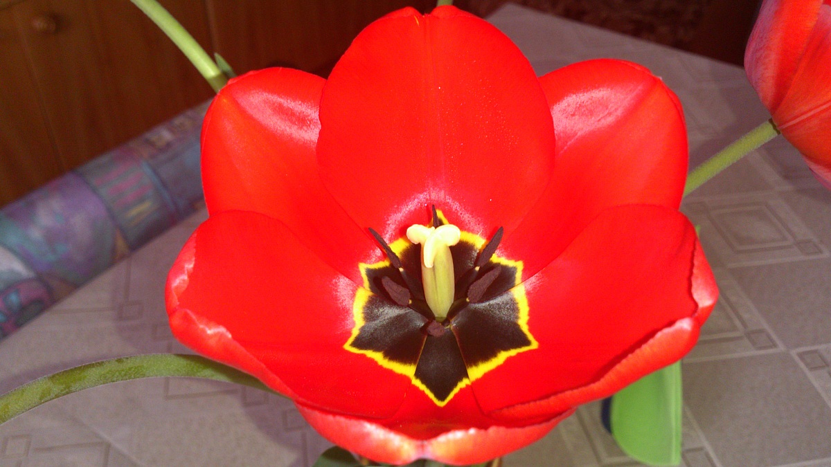 tulips 2...