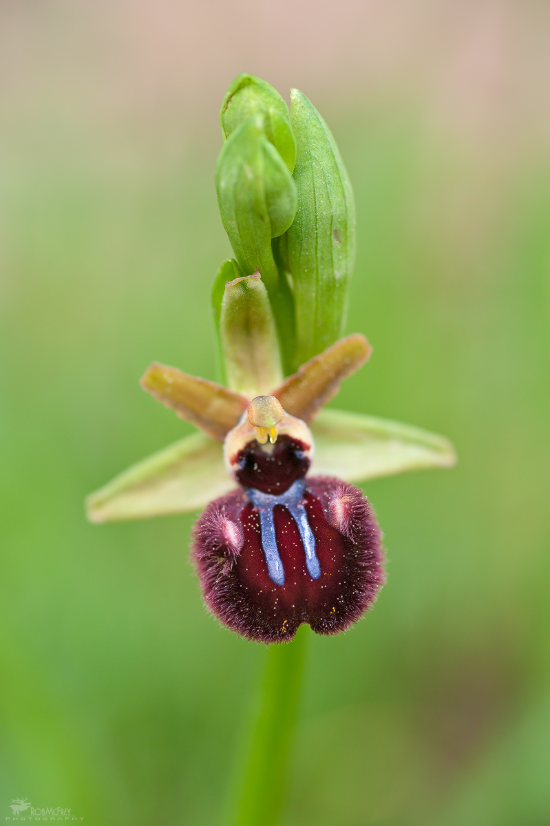 Ophrys incubacea...