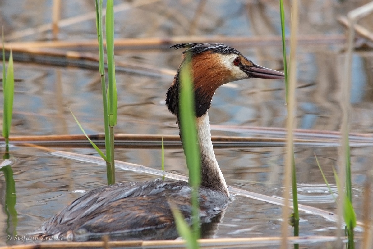 Great Crested Grebe...