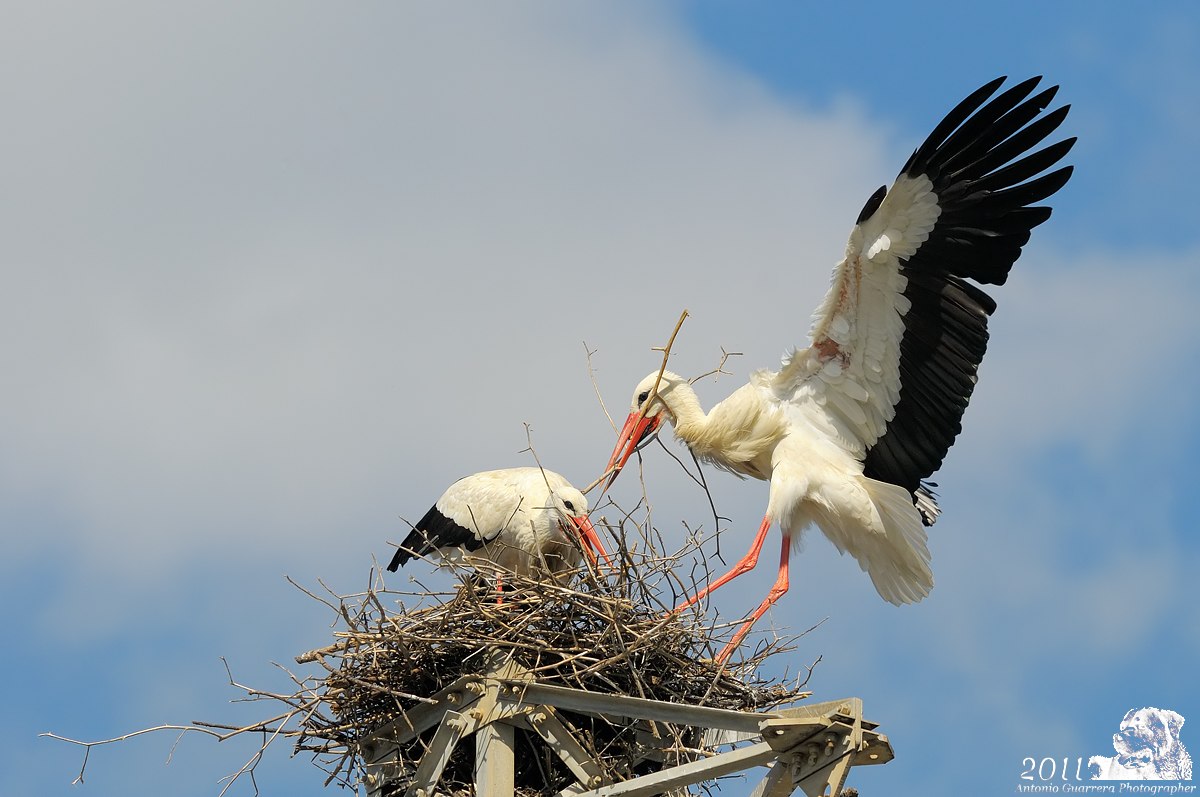 Storks preparing home...