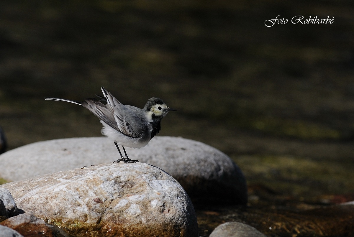 Ballerina.....danzante...