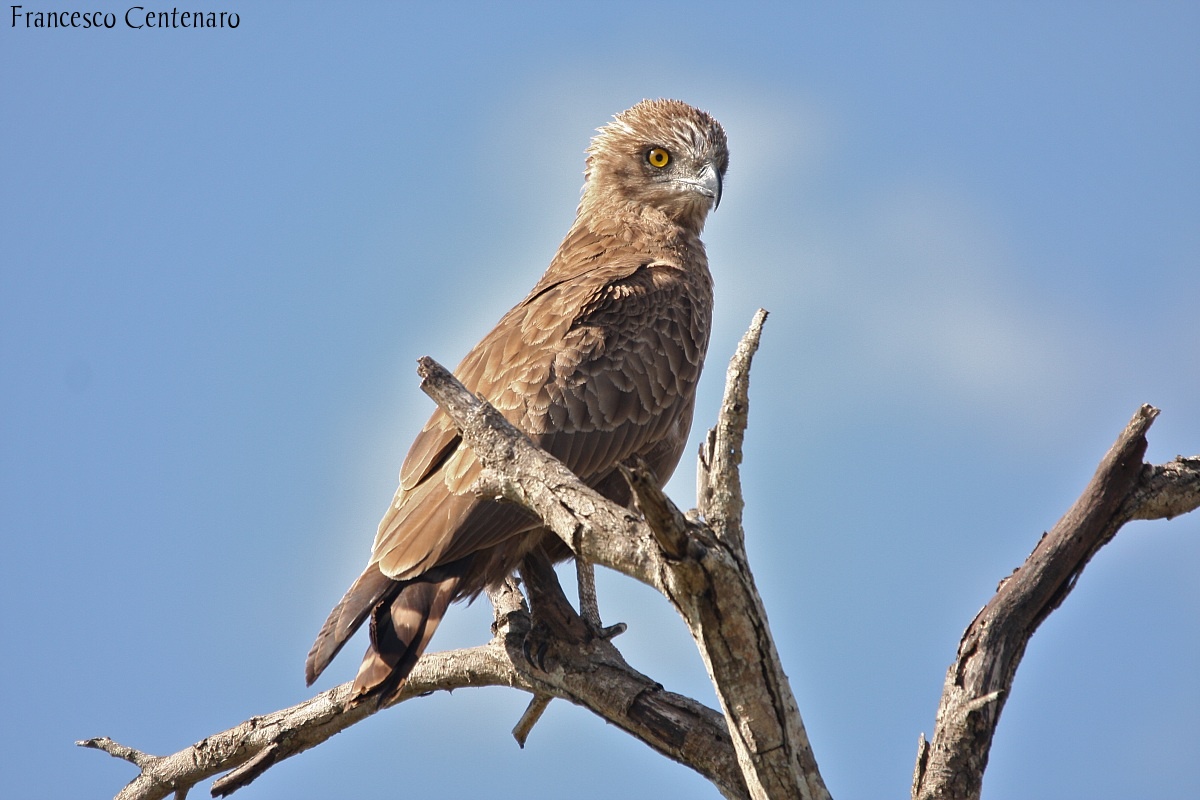 Brown Snake Eagle...