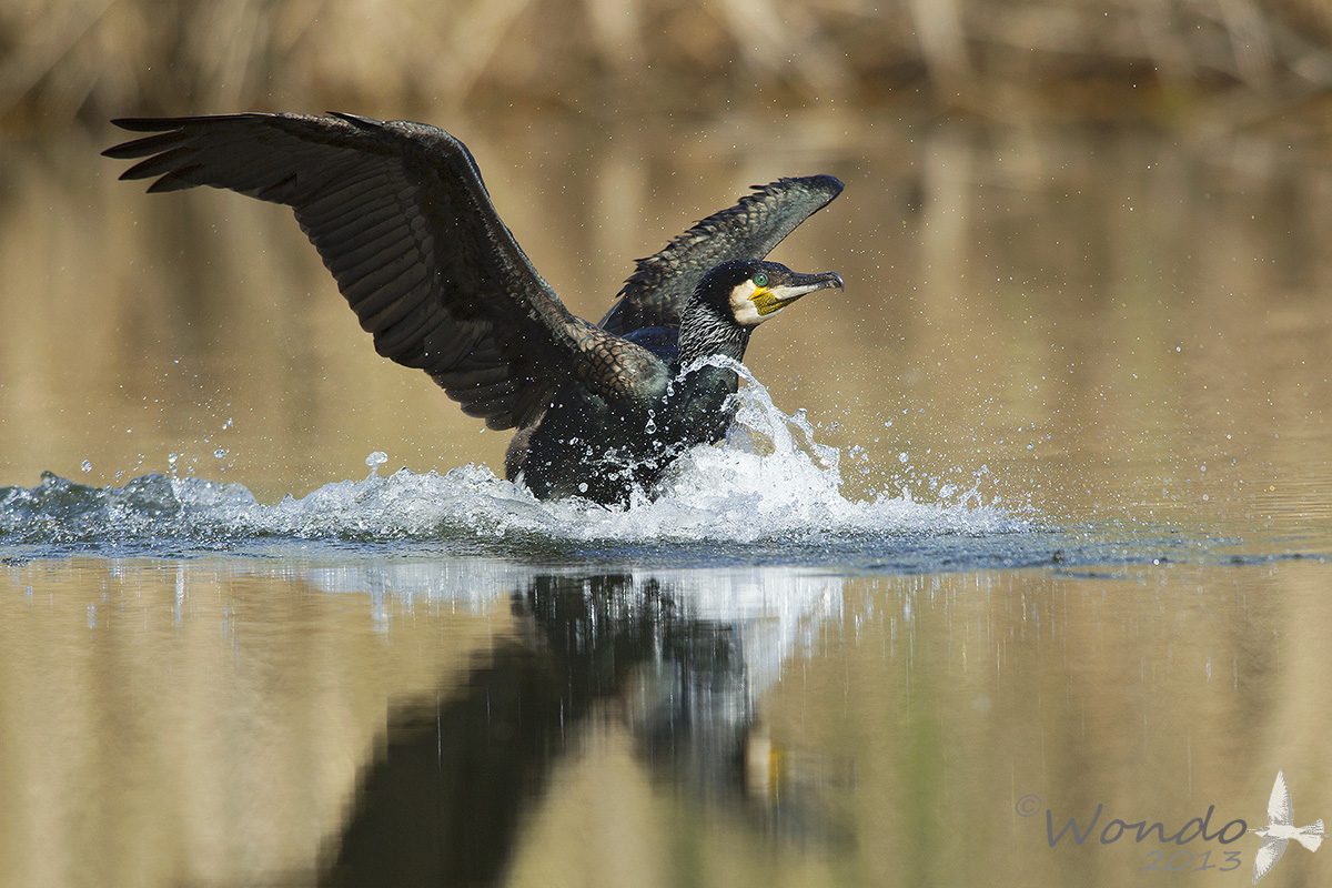 cormorant landing...