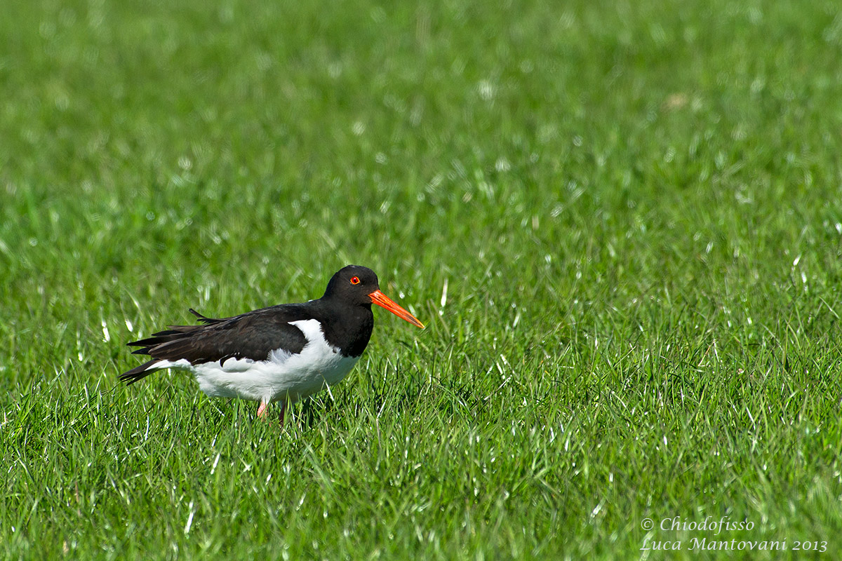 Oystercatcher...