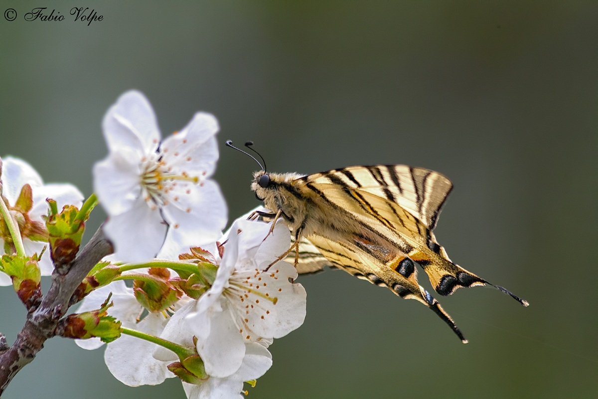 Il risveglio della primavera...