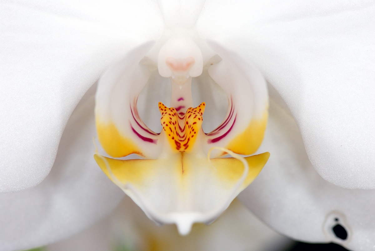 fiore3...