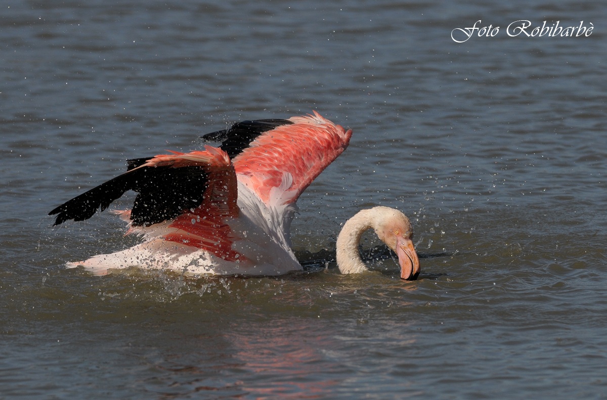 Flamingo ..... washing ......