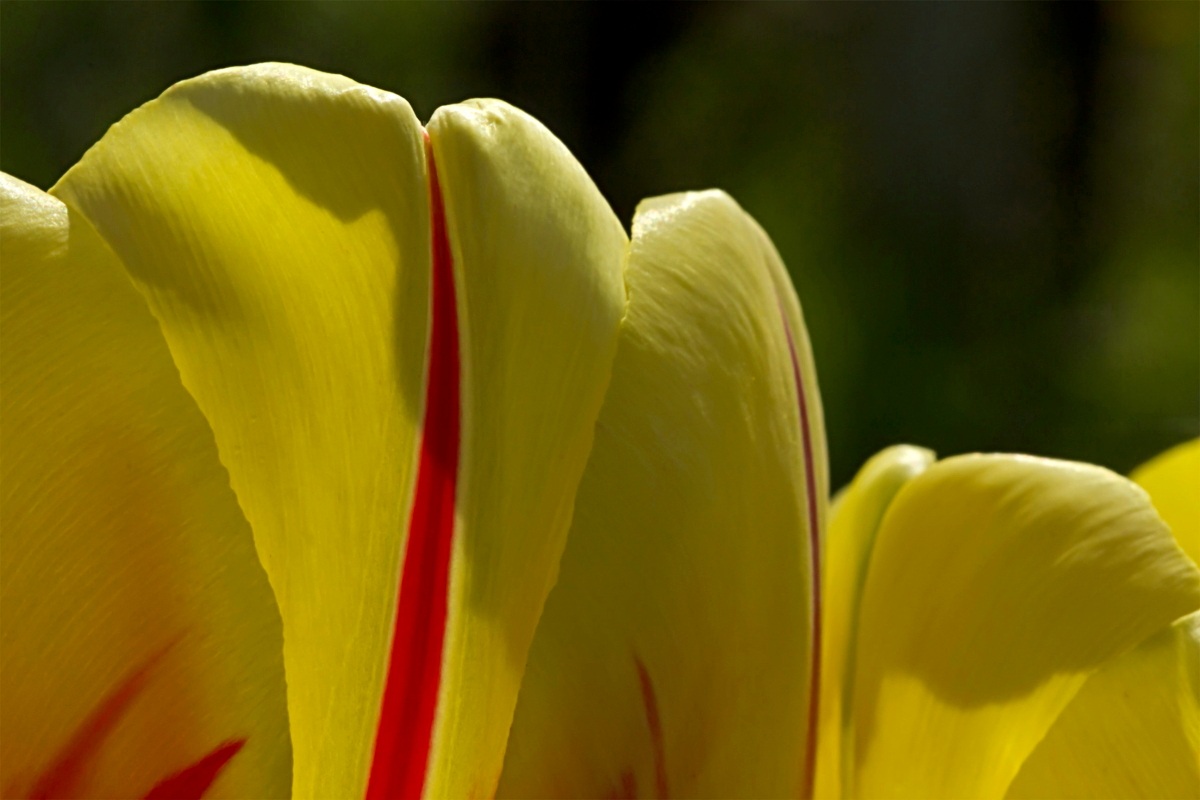 yellow tulip...